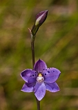 Thelymitra juncifolia Rush-leaf Sun-orchid